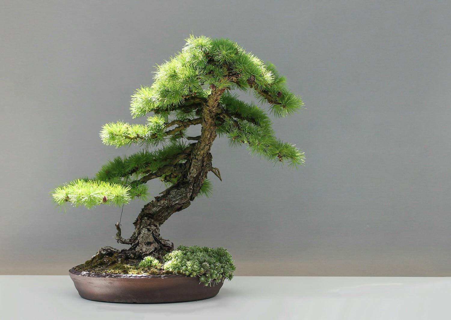 盆栽植物在陽宅風水中的作用 盆栽植物在陽宅風水中的作用