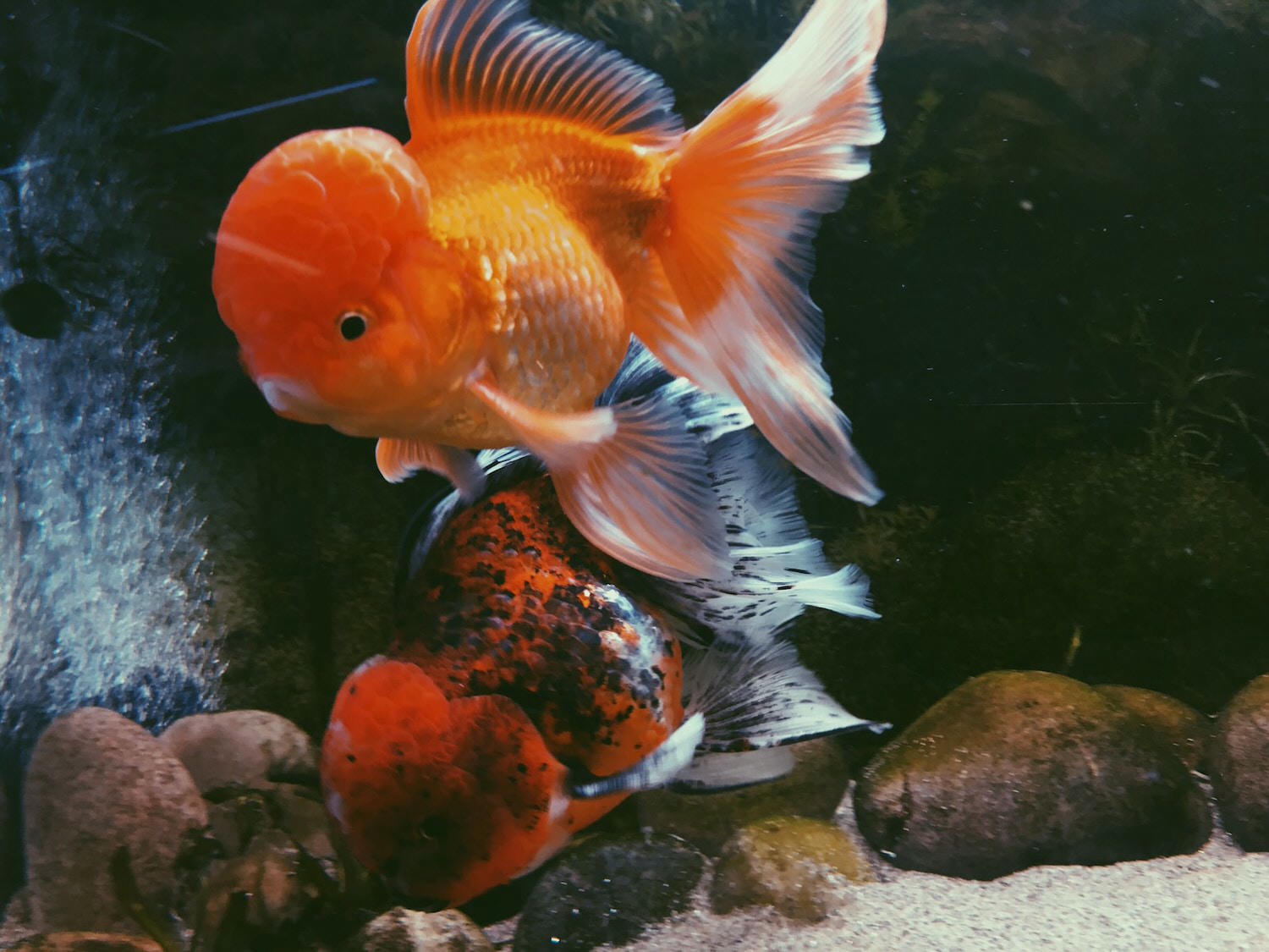 orange goldfish